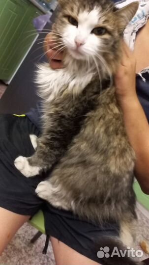 Три кошки ищут хозяев