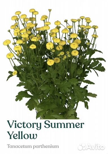 Рассада танацетума (матрикарии)