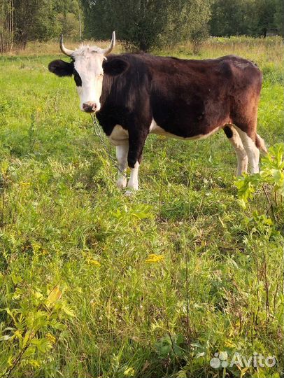 Молодая коровка С Р О Ч Н О