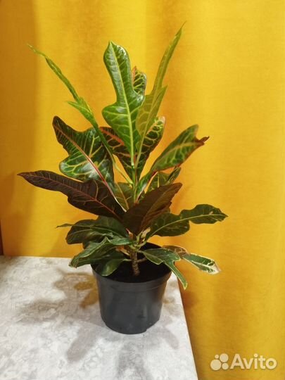 Кодиеум кротон