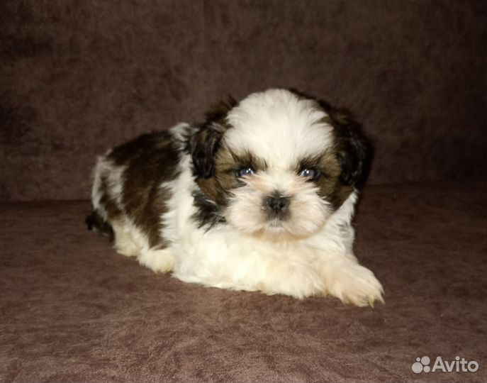 Ши-тцу мини