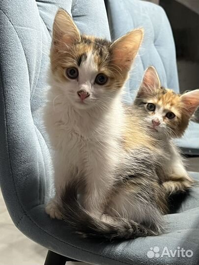 Котята в добрые руки даром девочка