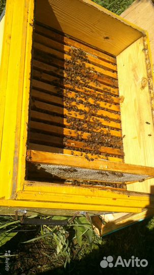 Мед таежное, полевое разнотравье