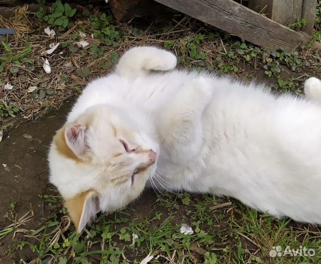 Котик в добрые руки