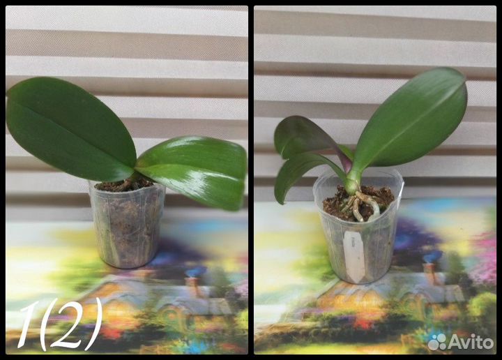 Комнатные растения цветы