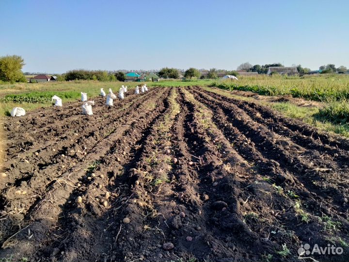 Крупная картошка на еду