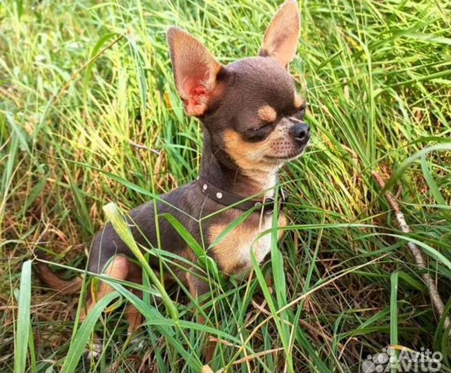Чихуахуа mini вязка