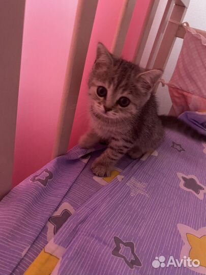 Шотландские котята