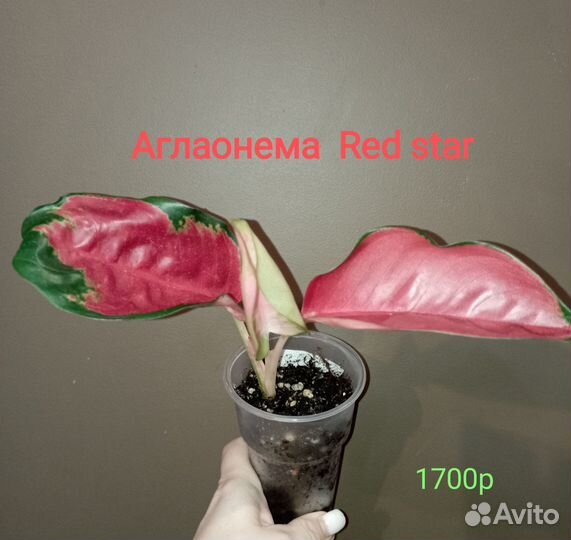 Аглаонема