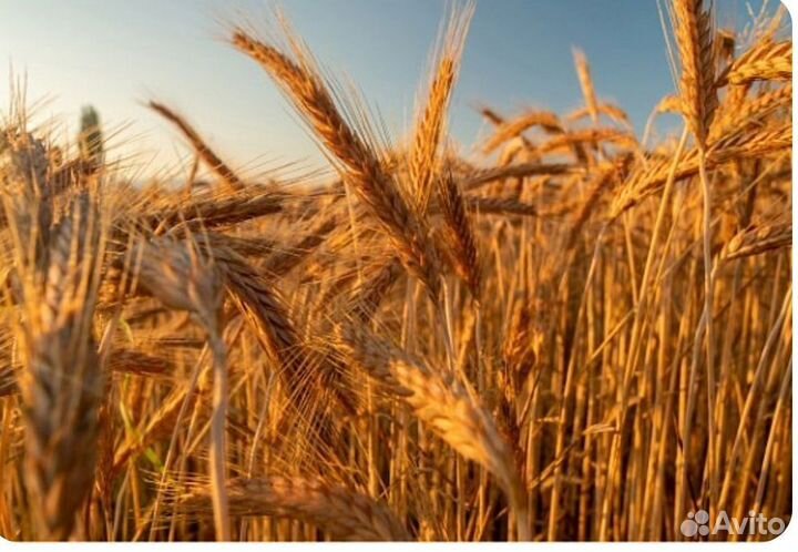 Ячмень яровой