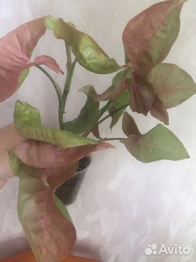 Сингониум Неон пинк