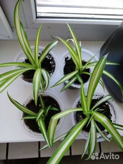 Хлорофитум