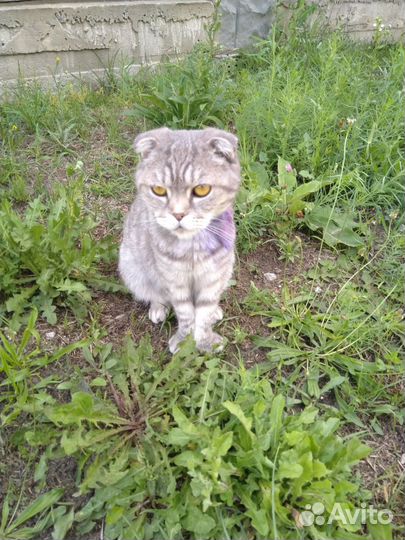 Кошка в добрые руки, шотландская,потеряшка