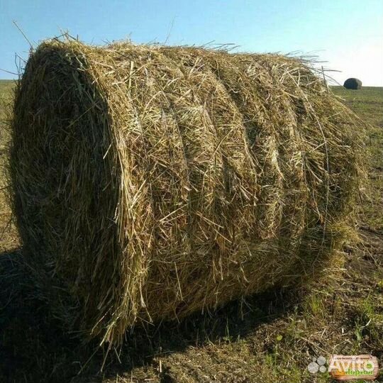 Сено в тюках