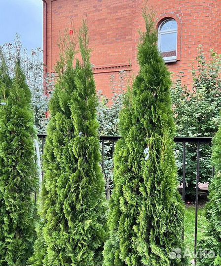 Туя Смарагд с бесплатной доставкой