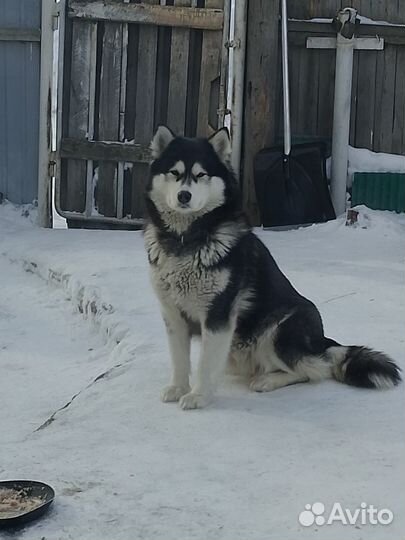 Щенки маламут