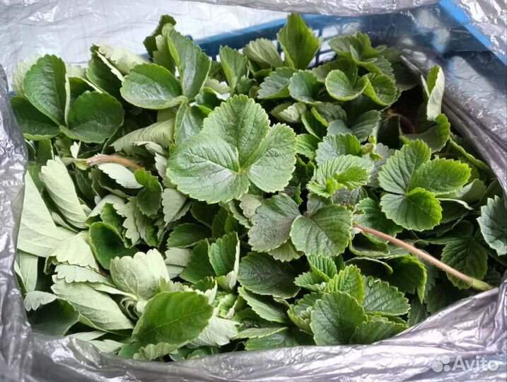 Рассада клубники