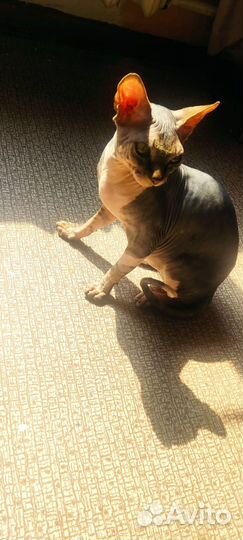 Канадский сфинкс