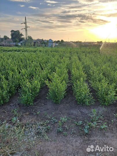 Кизильник блестящий живая изгородь