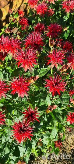 Садовые цветы