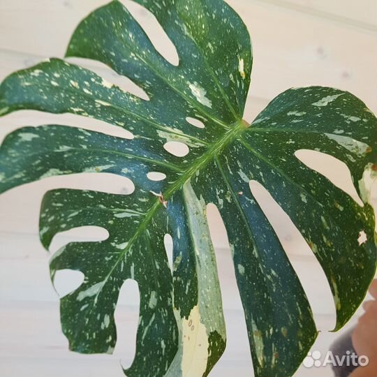 Монстера тайское созвездие