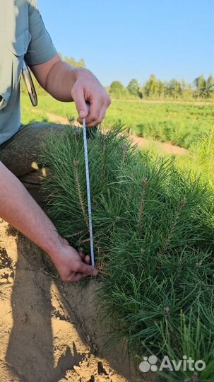 Сеянцы сосны обыкновенной окс от производителя