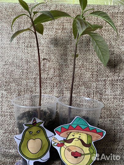 Авокадо растение
