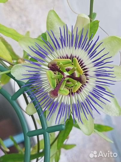 Продам пассифлору