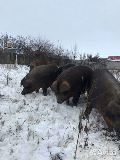 Поросята - дюрок, ландрас чистопородные на племя