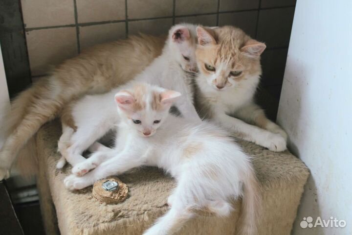 Котята мальчик и девочка