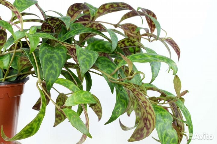 Эсхинантус мраморный. Церопегия