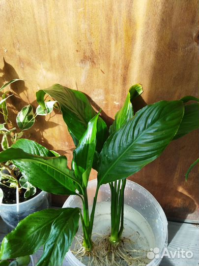 Спатифиллум