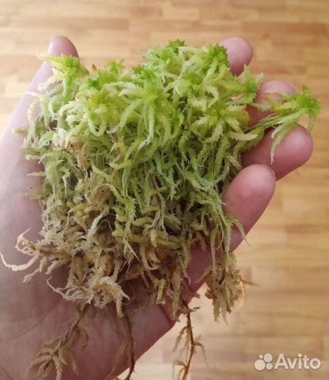 Мох Сфагнум,Ковровый,Дикранум,Ягель