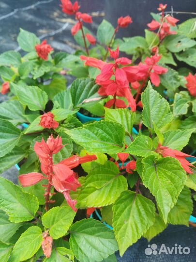 Сальвия, бегония вечноцветущая рассада
