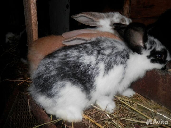 Кролики,мясо кролика,куриное яйцо