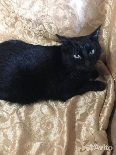 Кот Макс