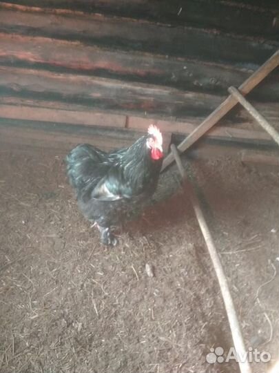 Продам петуха мясной породы (Вьетнамец)