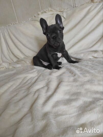 Девочки французский бульдог