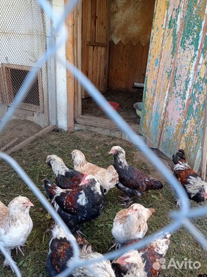 Продам молодых петухов