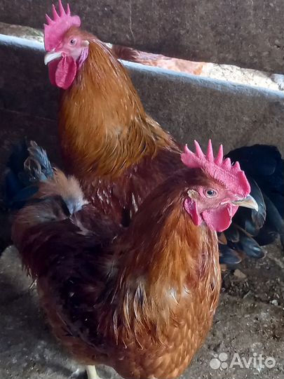 Петух Кучинский