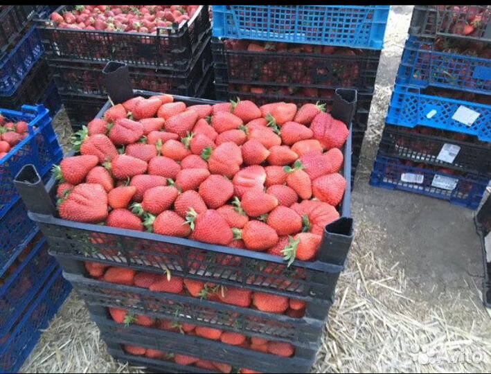 Саженцы яблони груши сливы вишни черешни Щелковица