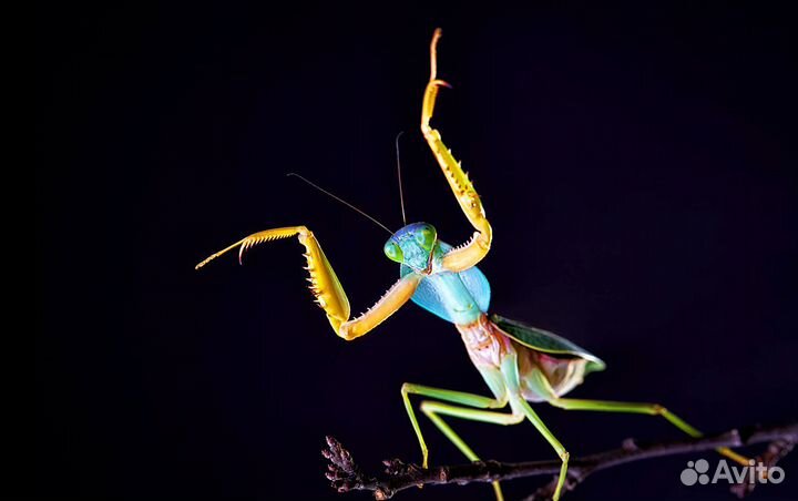 Богомолы из тропиков с отправкой по России