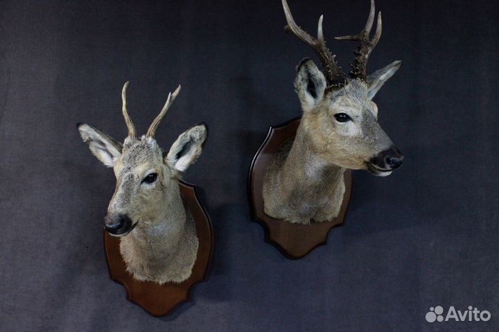 Таксидермия Изготовление чучел птиц и зверей