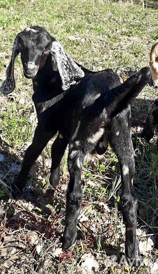 Козы камори / нубийские