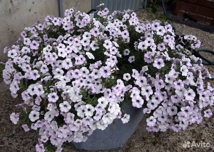 Огромные петунии