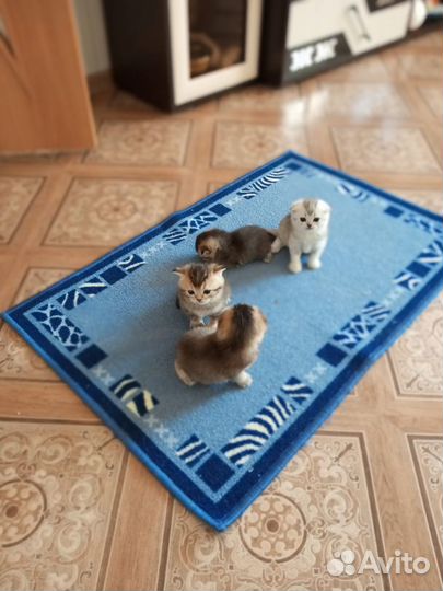 Котята, Шотландская порода