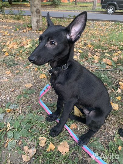 Щенок в добрые руки