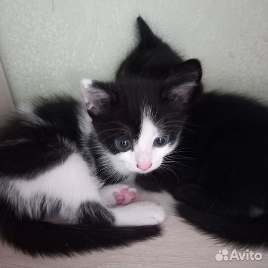 Отдам в добрые руки котят (кошечки) бесплатно