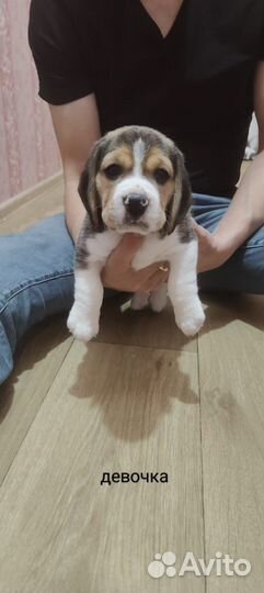 Щенки бигль