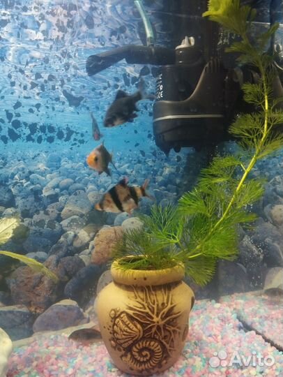 Аквариумные рыбки